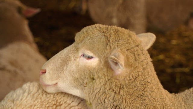 Face of a fluffy sheep resting in a barn