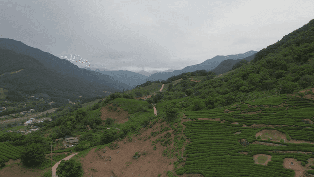 푸른 녹차밭이 있는 광활한 산맥