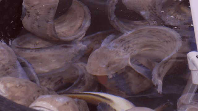 Squid swimming in tank