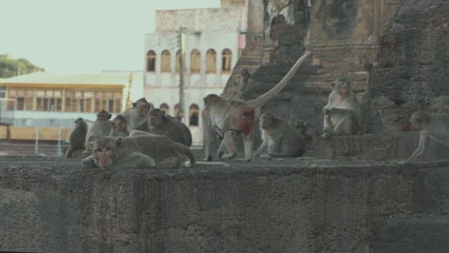 Group of Monkeys Resting on Ancient Stone Structure in Urban Area