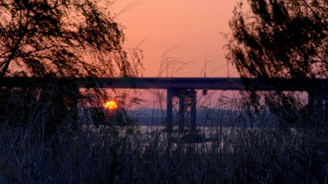 Sunset view through tall grass and trees