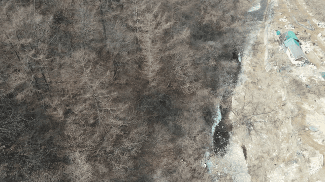 마른 나무들로 가득한 겨울 숲