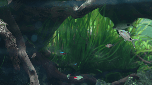 Colorful school of fish swimming in aquarium