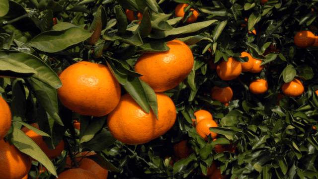 Ripe tangerines hanging on tree