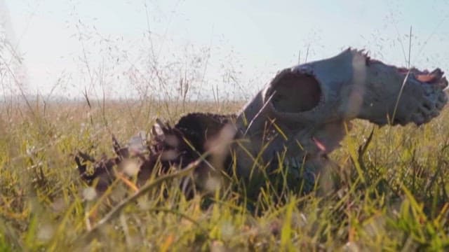 뼈만 남은 동물의 사체가 있는 초원