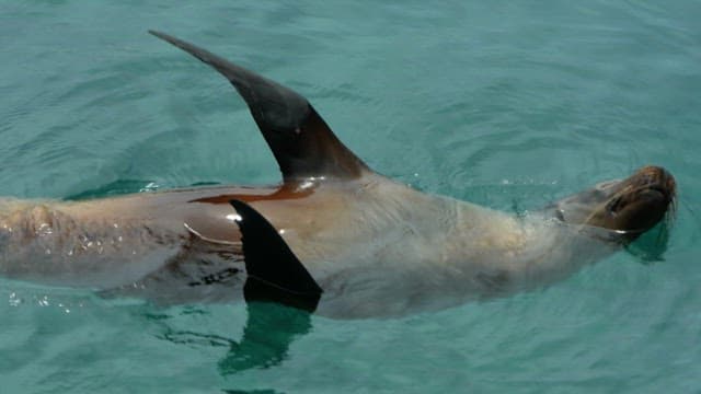 Sea Lion Swimming Peacefully in Clear Waters