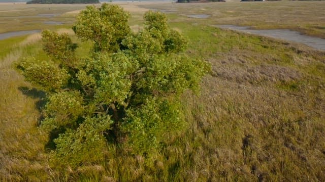 Vast field with scattered trees