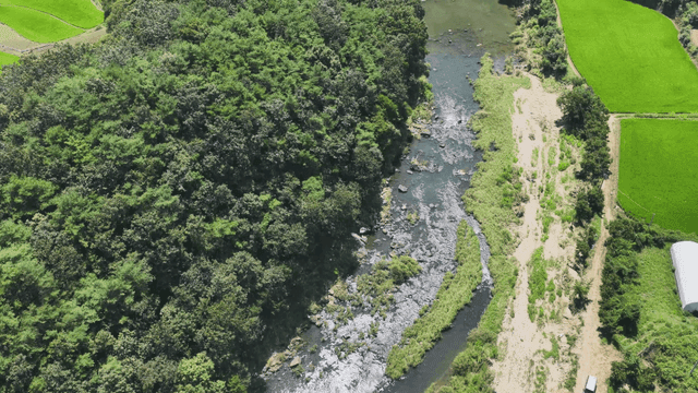 River flowing through green forest