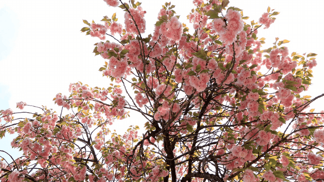 햇빛 아래 만개한 벚꽃