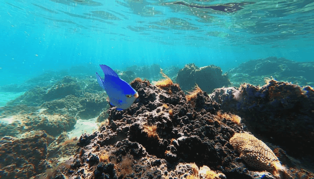 Blue fish swimming near coral.