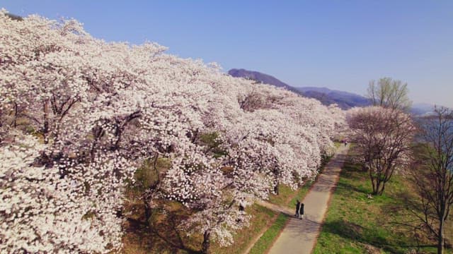 Cherry blossoms along a riverside path