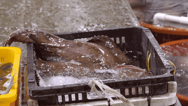 Fish in a crate at a seafood market