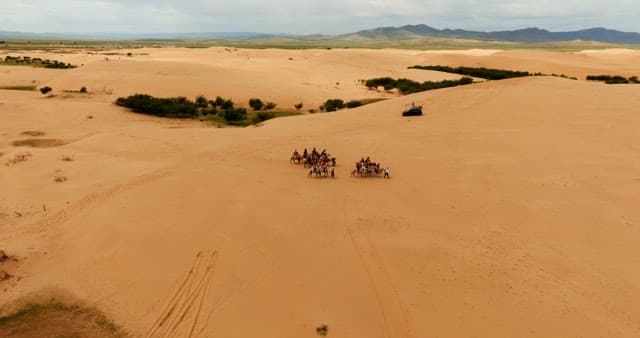 Group of camels crossing the desert