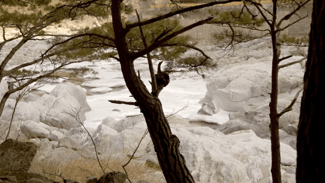 나무가 주변에 있는 얼어붙은 강