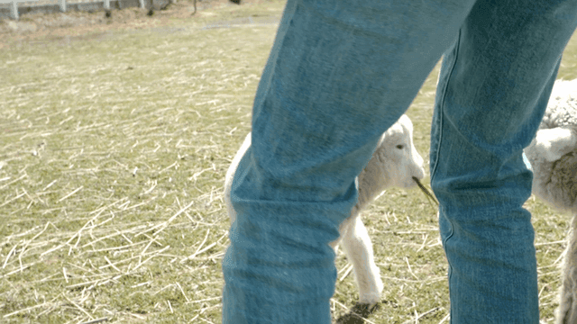 Sheep and lambs grazing in sunny field