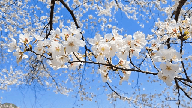 맑은 하늘 아래 만개한 벚꽃