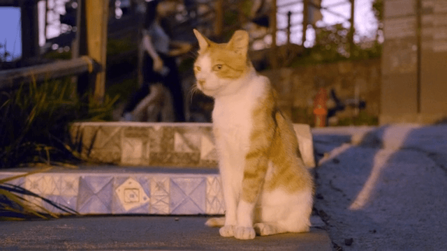 Cat sitting on tiled steps at dusk