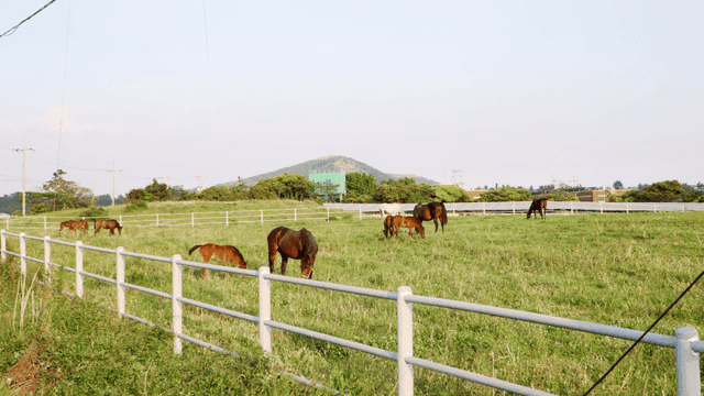 초원에서 풀을 뜯는 말들
