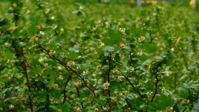 작은 꽃이 핀 녹색 식물들