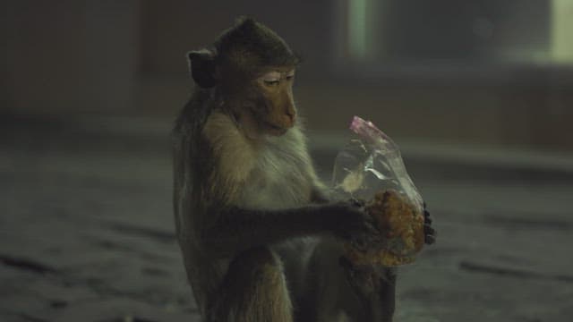 Monkeys foraging for food on a city street at night