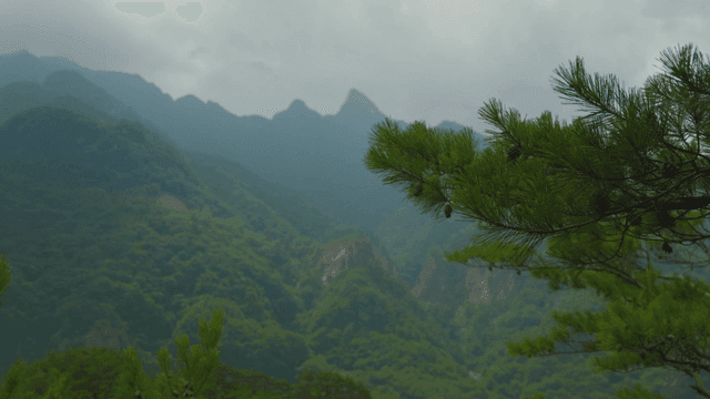 구름 낀 하늘 아래 푸른 산을 배경으로 흔들리는 소나무