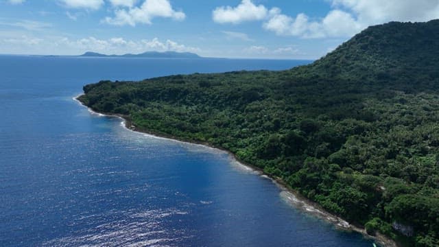 Dense forest along a coastal shoreline