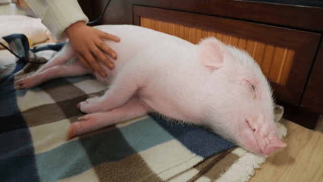 실내에서 부드럽게 쓰다듬는 돼지