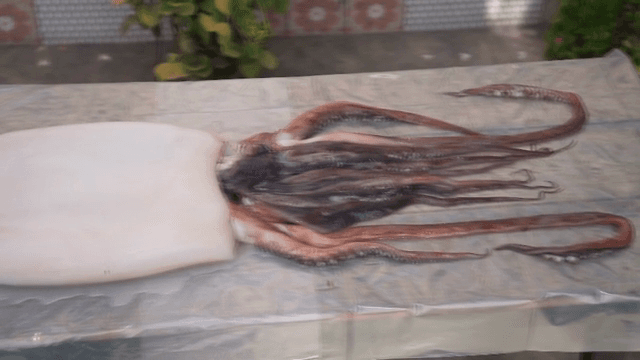 야외 테이블 위의 신선한 오징어