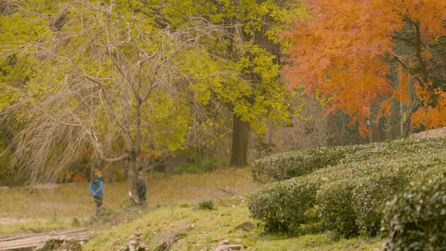 People walking in a colorful autumn forest