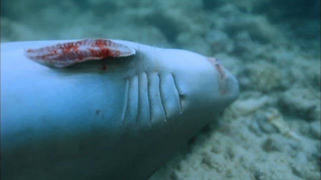 지느러미가 잘린 채 죽어가는 상어