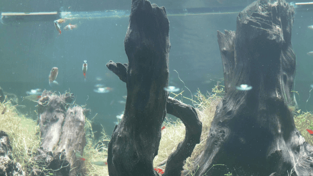 수족관에서 헤엄치는 화려한 물고기