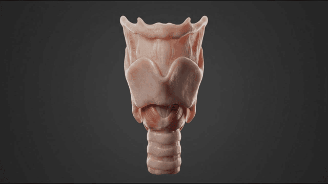 3D model of human larynx and hypopharynx