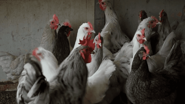 닭들이 모여 있는 닭장