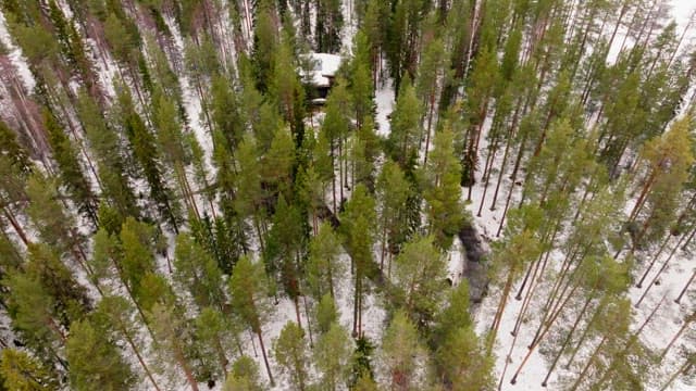 Snow-covered forest with a hidden cabin