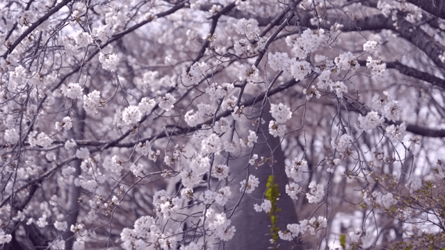 가지에 만개한 벚꽃