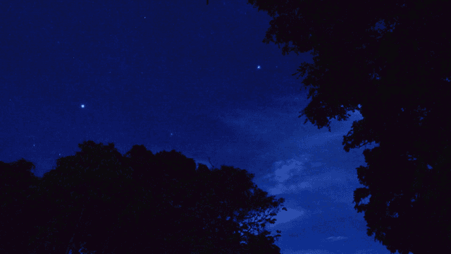 Starry night sky with silhouetted trees
