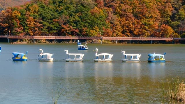 Swan boats floating on lake at autumn park