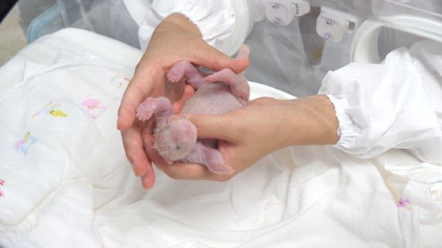 Veterinarian cares for a newborn panda cub