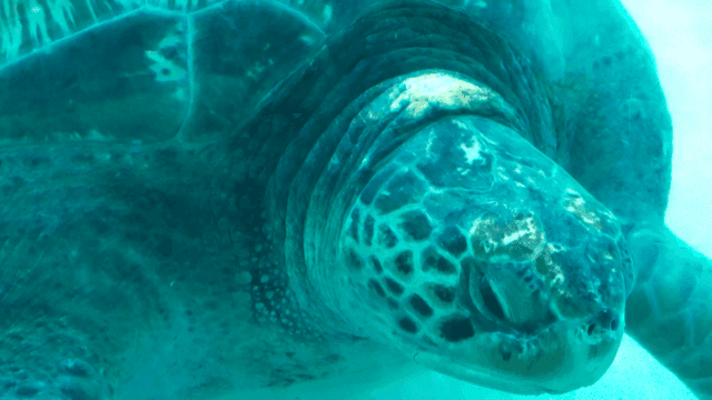 Sea turtle swimming underwater