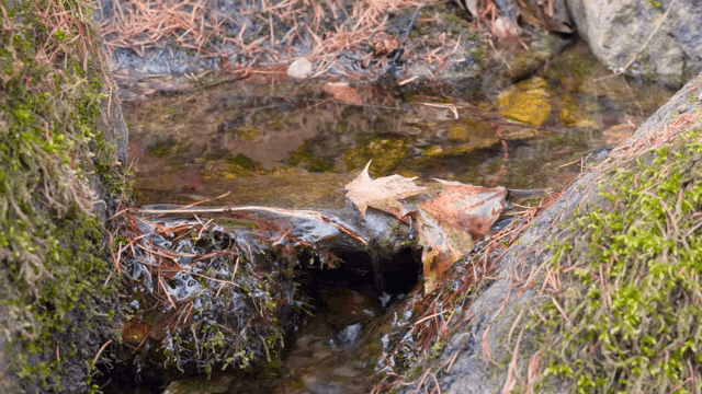 낙엽이 떨어진 작은 시냇물