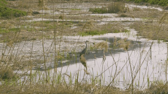 Heron standing in quiet wetland