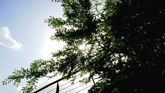 푸른 잎사귀 사이로 스며드는 햇빛