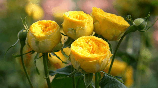 Yellow roses blooming in a garden