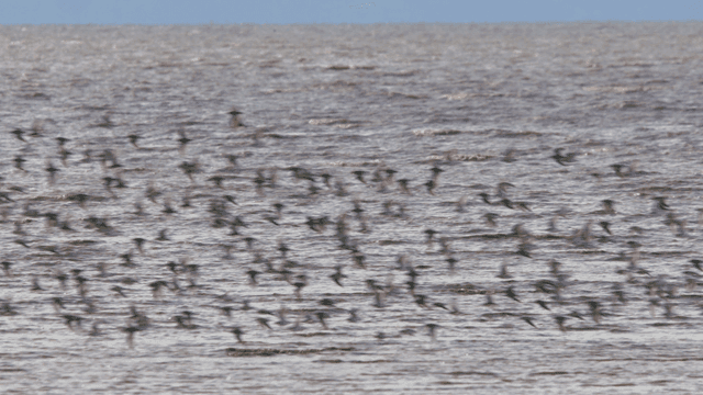 갯벌 해안 위를 나는 많은 새 떼들