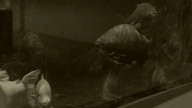 Large fish swimming in dark aquarium