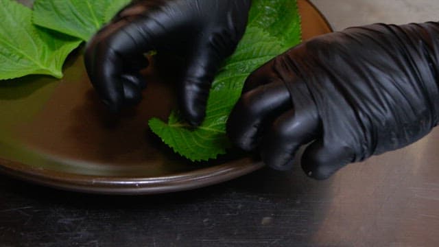 Hands plating fresh perilla leaves on a plate