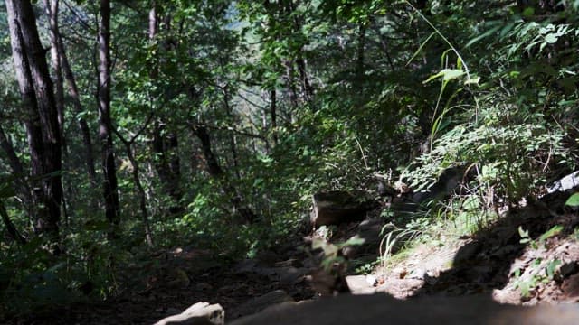 In the forest with sunlight shining through the trees