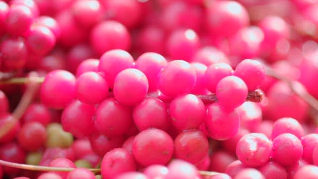 생동감 넘치는 붉은 색의 신선한 오미자