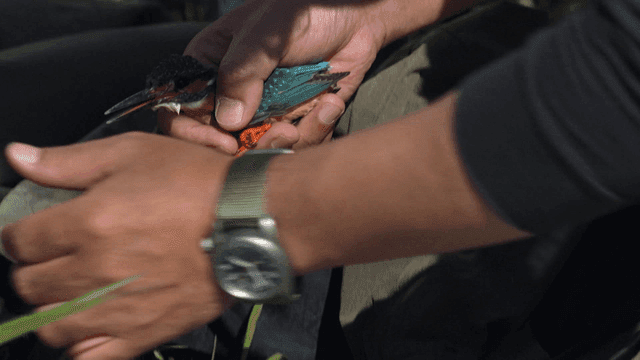 Holding a small kingfisher gently by hand