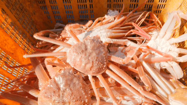 배 위에서 어부들에게 분류되는 게